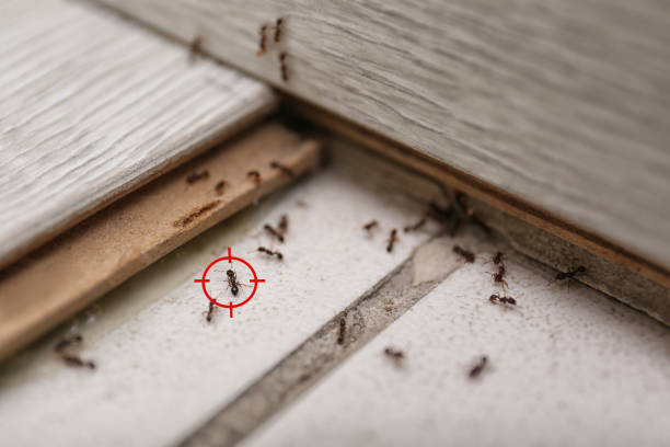Best Spider Control Near Me  in Manchester, WA