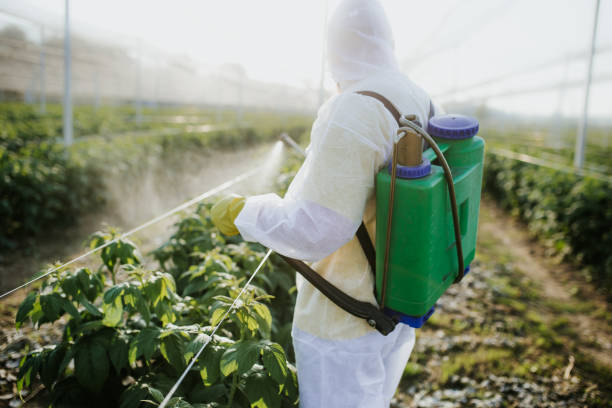 Best Affordable Pest Control Services  in Manchester, WA